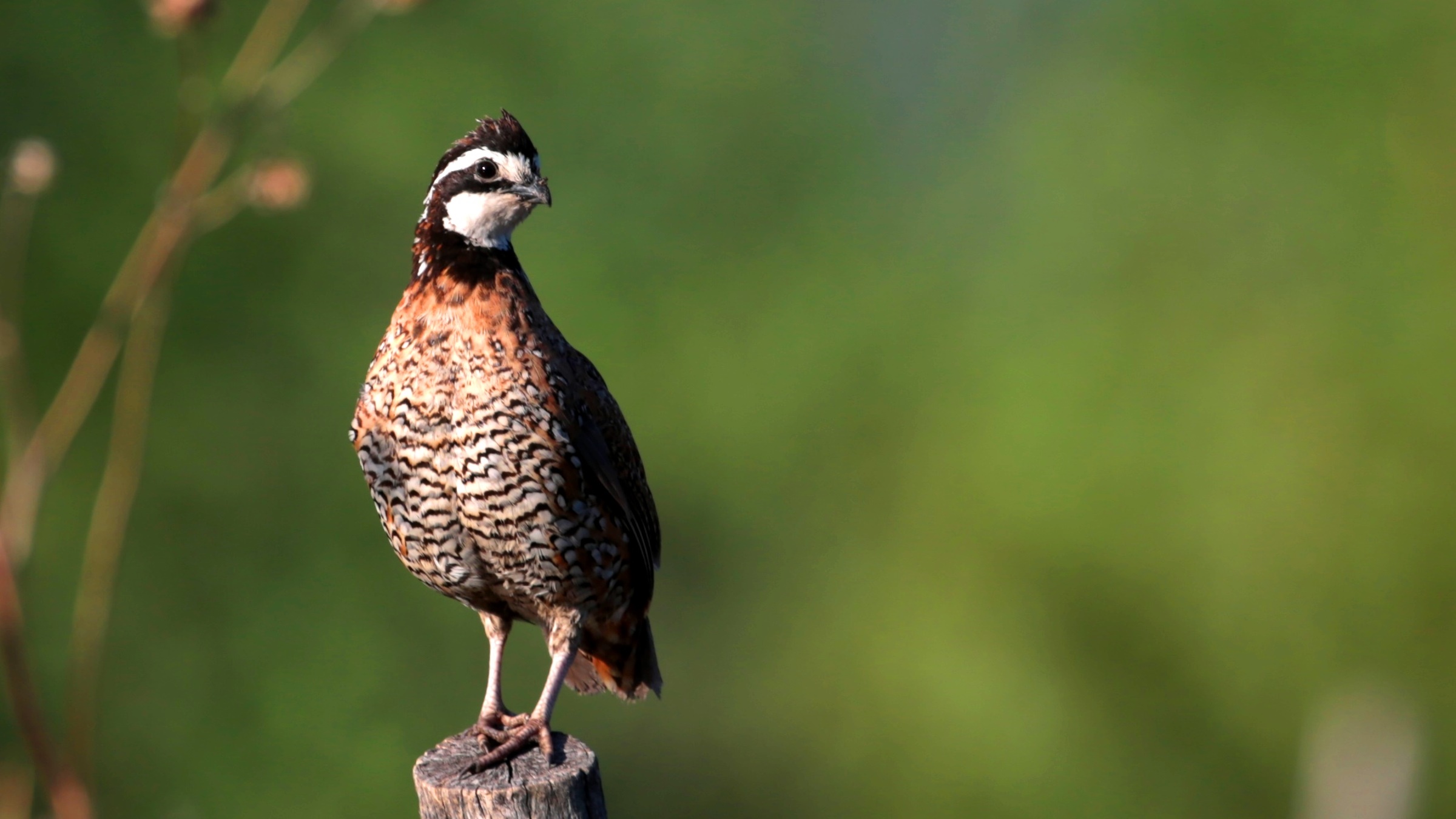Male Northern Bobwhite on a fence post