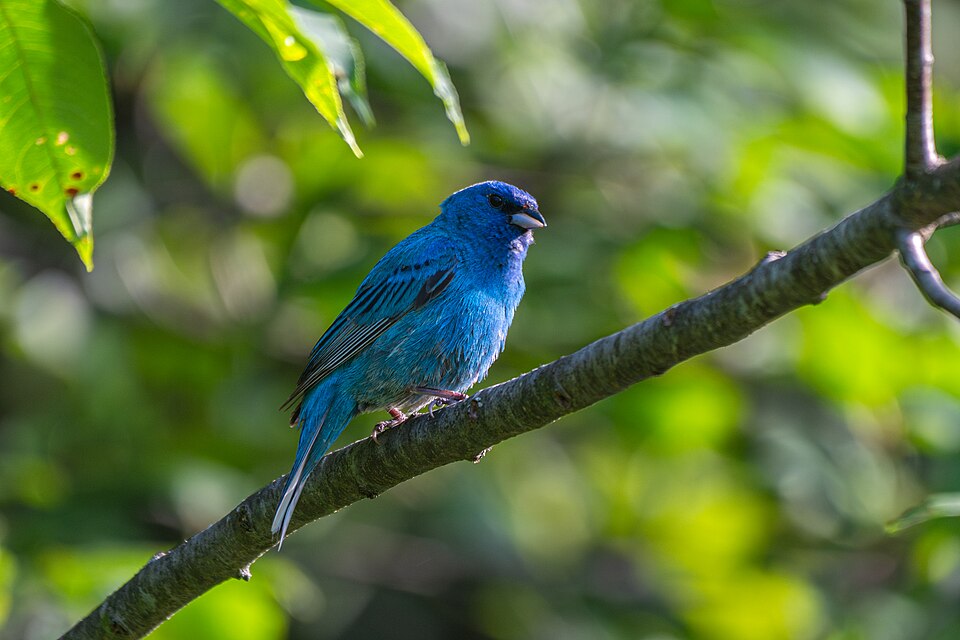 Male indigo bunting perched on a branch